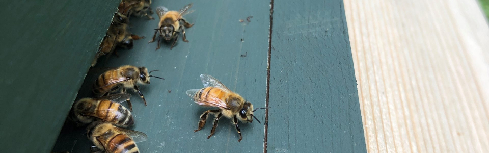 Bee-Coming a Beekeeper - New Hampshire Home Magazine