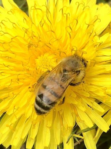 Honeybee on Dandelion